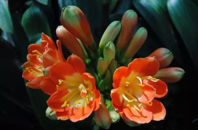 为什么做梦对大脑有益,梦境如何提高创造力和记忆力？