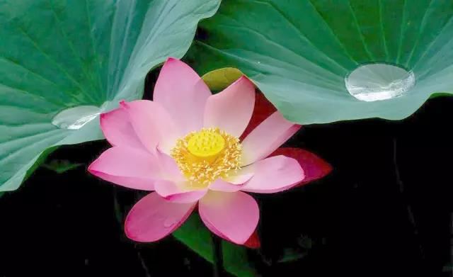 什么星座吸引白羊男 古灵精怪的双子座榜上有名