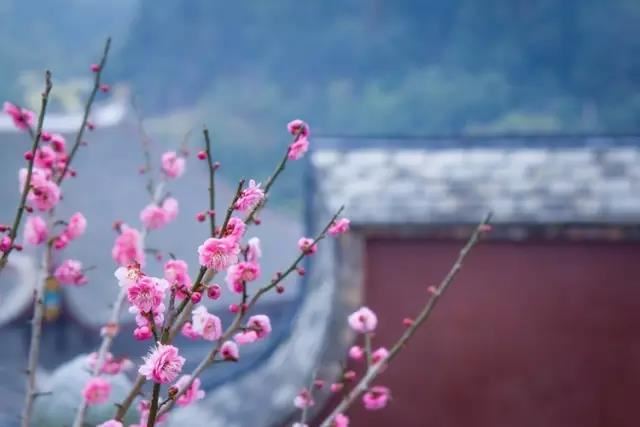 超度婴灵父母不能在场,诵楞严咒可以超度堕胎婴灵吗