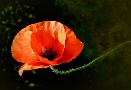 童子命精神有问题吗？童子命是精神病人？