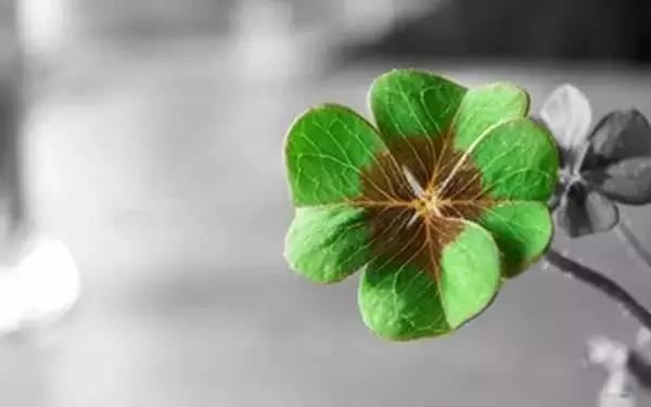 和合术最严重的反噬有知道的吗