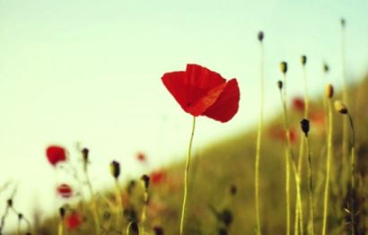 如何选择适合自己的亡灵超度方式？选择和尚还是道士？