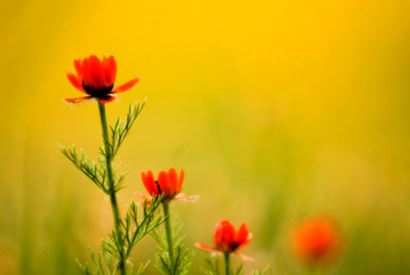 婴灵是鬼吗 不是鬼也不是人 是一种特殊的灵魂体