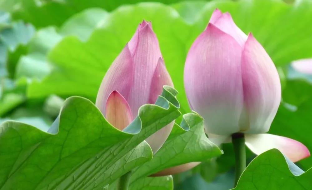 戊戌日柱运势分析,戊戌日主周易分析命运性格特征