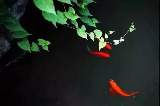 道教哪个派别还阴债更信仰？