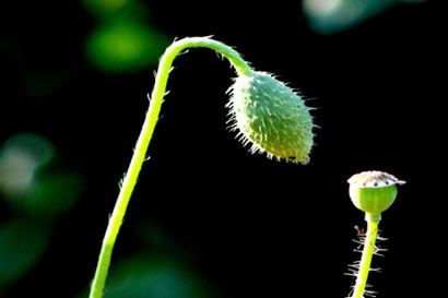 听道长解说童子命真正的归宿