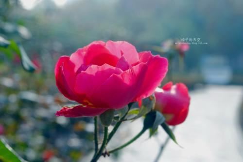 符文大陆上能否使用两道同样的符文呢？