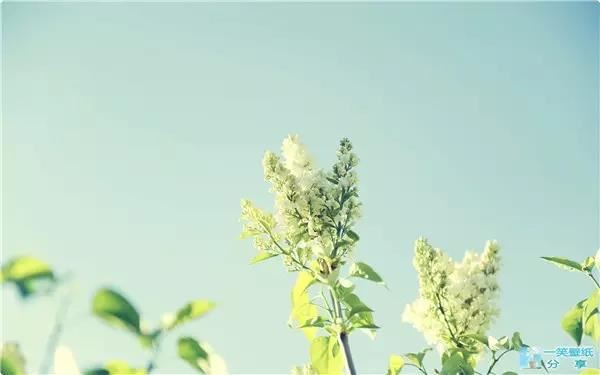 三清宝诰,三清符图片