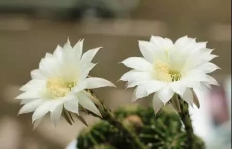 什么是道教的斋醮科仪，道教法事中的斋醮科仪是什么