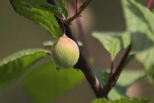 带任务的童子命能活多久？童子的寿命大概活到多少岁