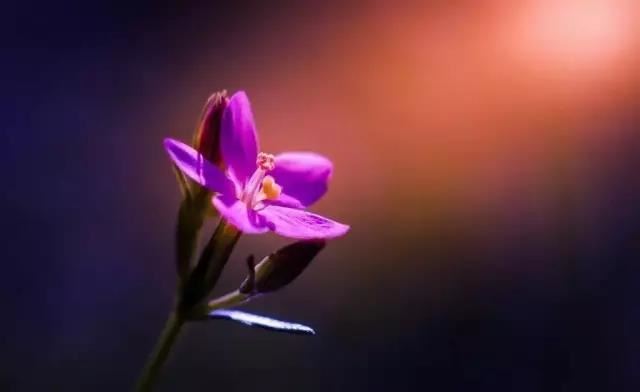 八字胡:男士最爱的胡须款式