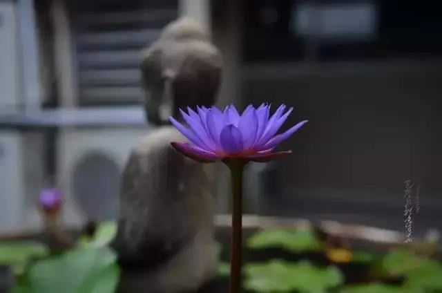 婚姻怎样挽救，要学会给对方台阶