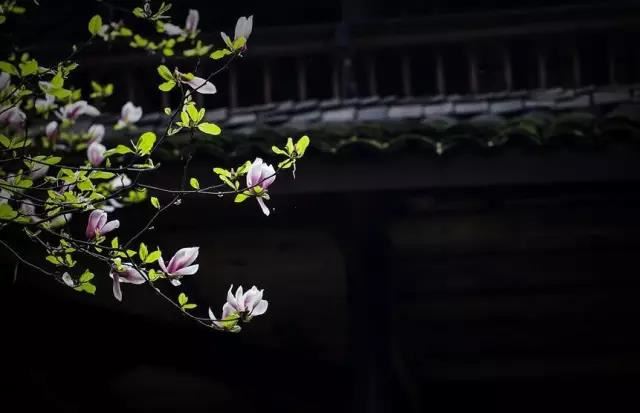 十二生肖演员表,十二生肖传奇演员表