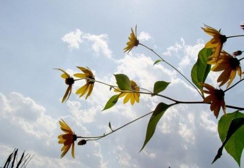 房子风水女主人总生病|如何改善房屋风水以提高身体免疫力