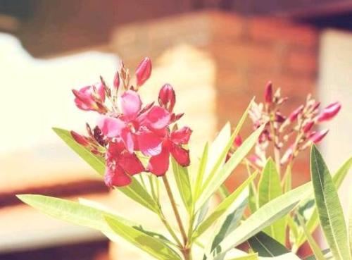 星座阴历阳历换算 十二星座起源地