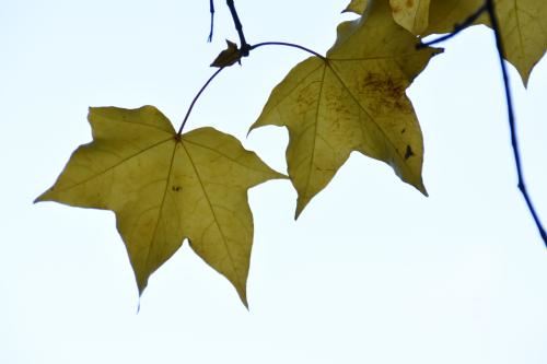 多大的孩子打掉是婴灵？怎么超度婴灵？