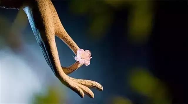 道教五供的讲究,道教五供精髓