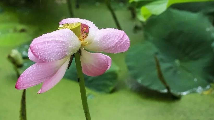 怎么做才能挽回女朋友的心，唯有真心换真心