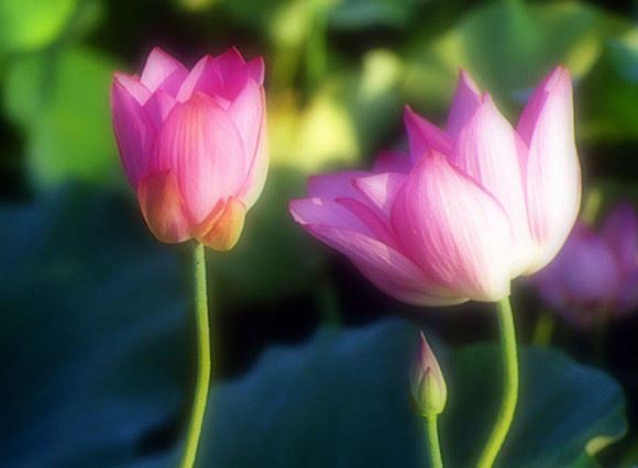 供奉财神禄位的功德,财神禄位供奉的好处