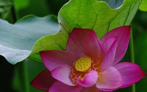 梦到自己胖了,找到自己的健康减肥方法