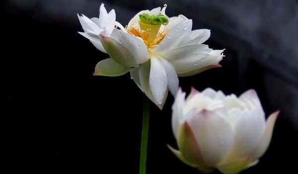 麻将转运符,打牌赚钱不是梦