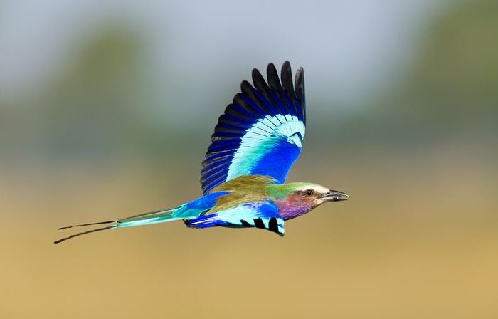 十二星座星盘查询分析 了解星座在星盘中的意义