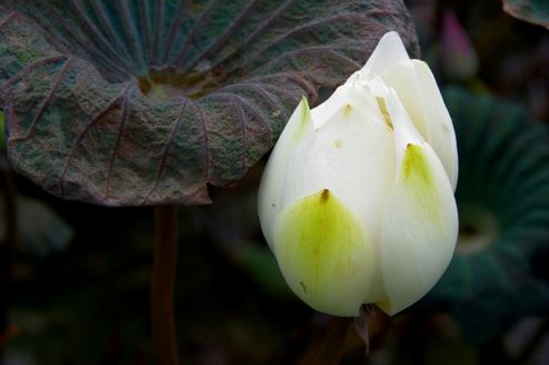 寺庙超度4个婴灵多少钱?寺院超度婴灵价格