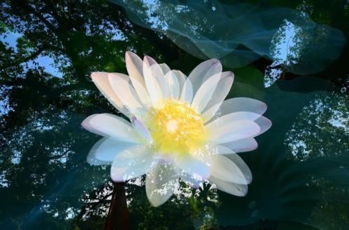 店铺风水盆栽摆放图解说明,如何用室内植物布置店铺吸引客流