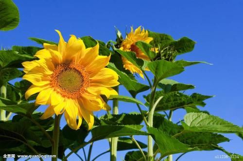 打破迷信,推荐您选择哪种阳宅风水流派