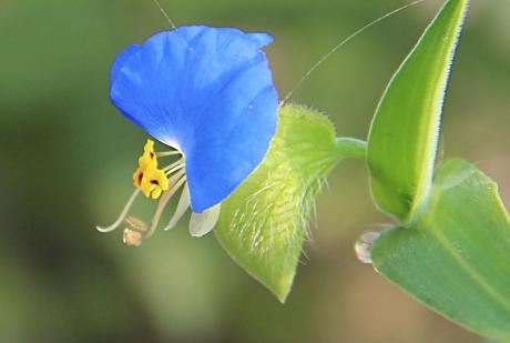 店铺黄铜米缸风水鉴定及摆放方法