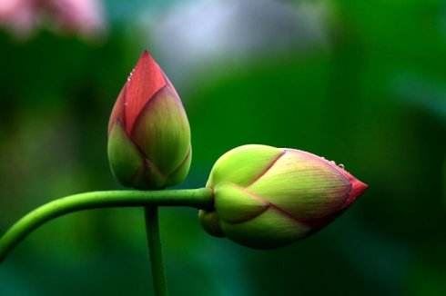 老子道德经的主要内容，除了养生还有哪些内容