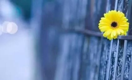 七日和合术让对方主动找我 婚姻迎来二次甜蜜