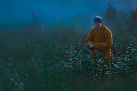 雾里看花是什么生肖,落花流水是指什么生肖