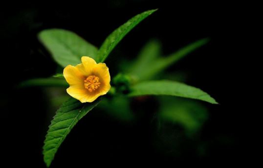 八字看财运:如何通过八字解读财运？