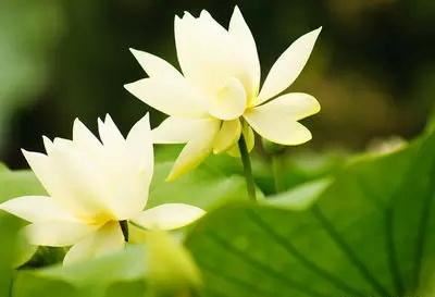 八字预测:如何通过八字了解身体健康状况