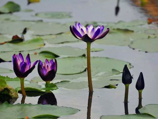 为什么要结婚，为什么家人希望你结婚