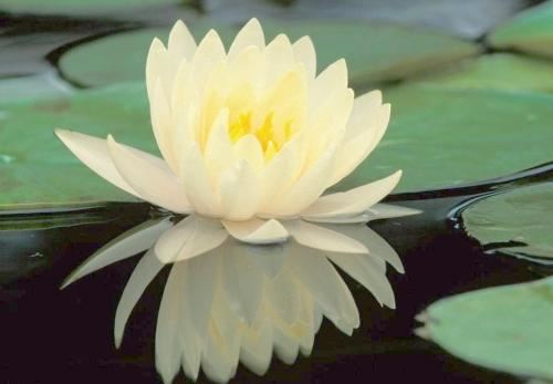 超度婴灵的最佳时间详解 如何超度婴灵