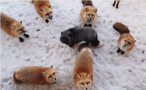 感情挽回试试婚姻和合术这个秘密武器