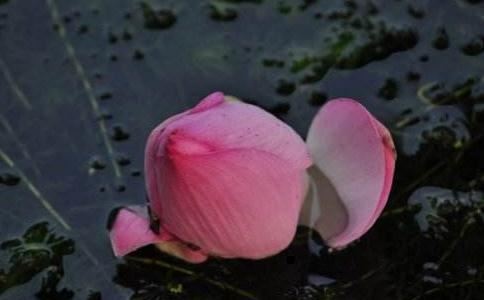 八字测算运势 根据命格来看是不是带了童子