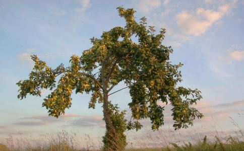 属兔的男人适合戴什么手链，适合属兔男人佩戴的4种手链