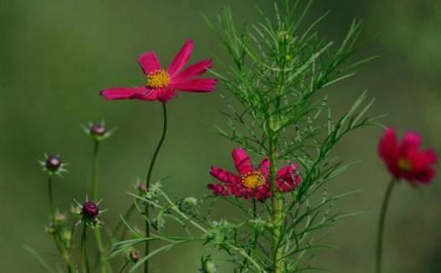 道教役遣咒，役遣咒咒语