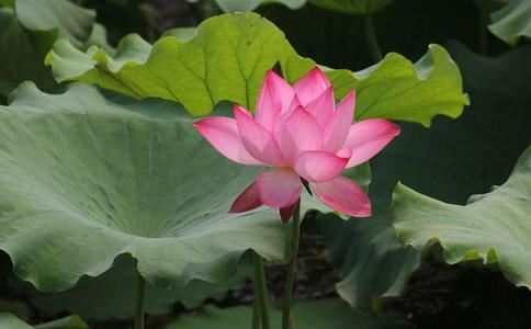 梦见自己开车,预示着什么？解梦专家告诉你