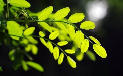 铜车马摆件可以驱邪吗 铜马有什么风水作用