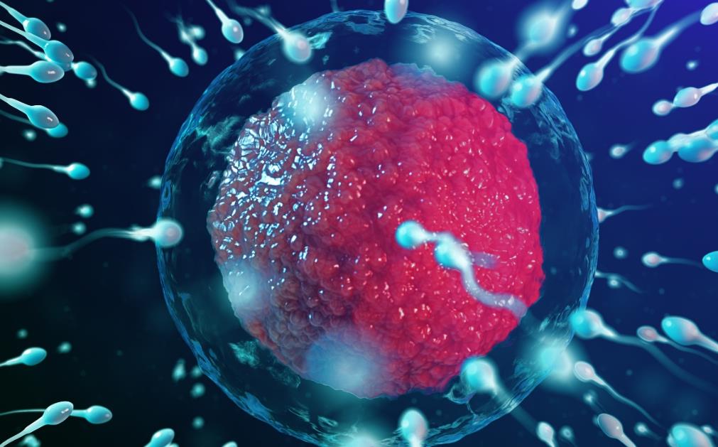 生男生女为什么取决于男人？性别基因在谁？