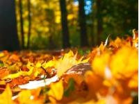 近期公开：3-6岁儿童学习与发展指南-教你赢在起跑线上