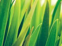 性别的决定因素是什么？为什么月初同房生男孩？