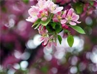 香港验血查宝宝男女多久出报告单？一般在几周进行？