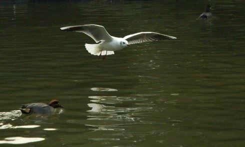 久病不愈如何化解，解决冤亲债主就能化解