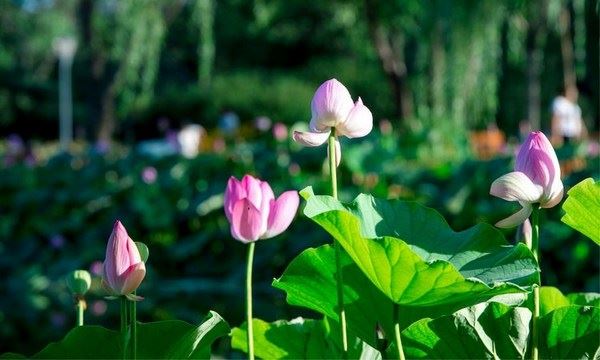 挽回变心有新欢的老婆，尝试使用这3招，轻松打