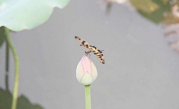 和女友分手后使用和合术咒语挽回